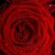 Banho de rosas vermelhas