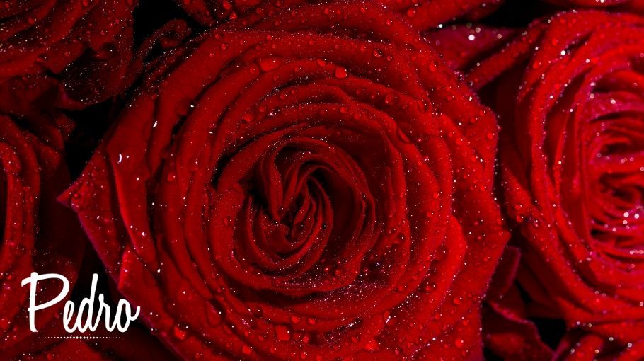 Banho de rosas vermelhas