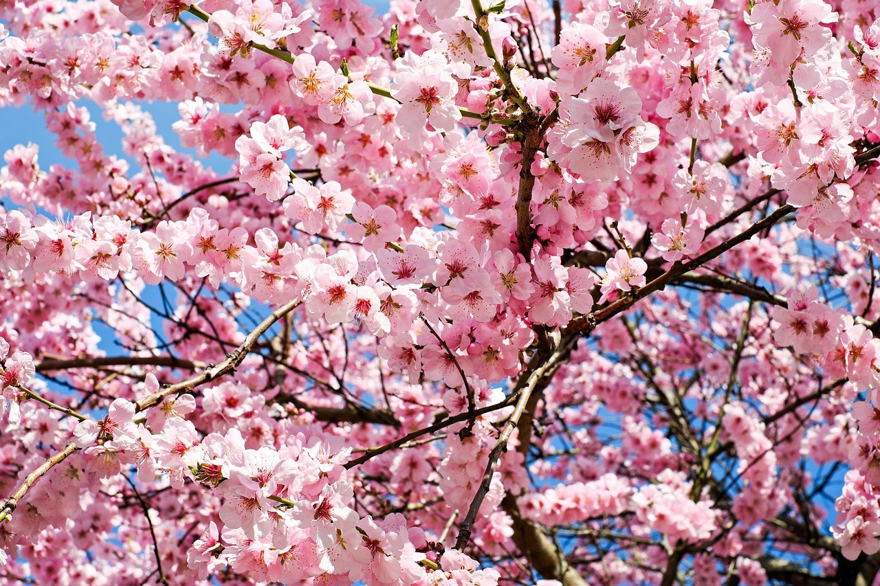 japanese cherry, blossoms, pink-3063992.jpg
