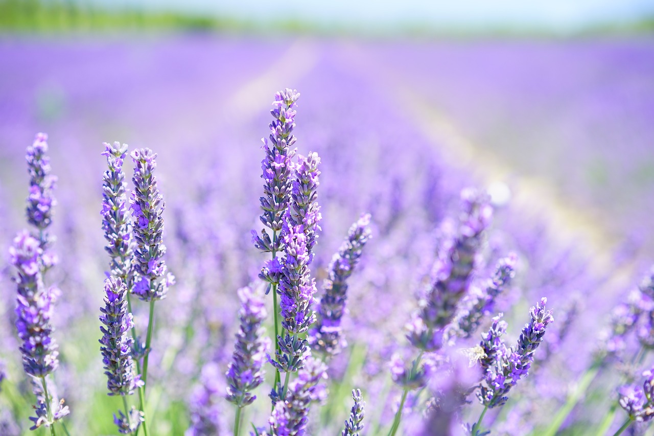 lavender, flowers, field-1595581.jpg