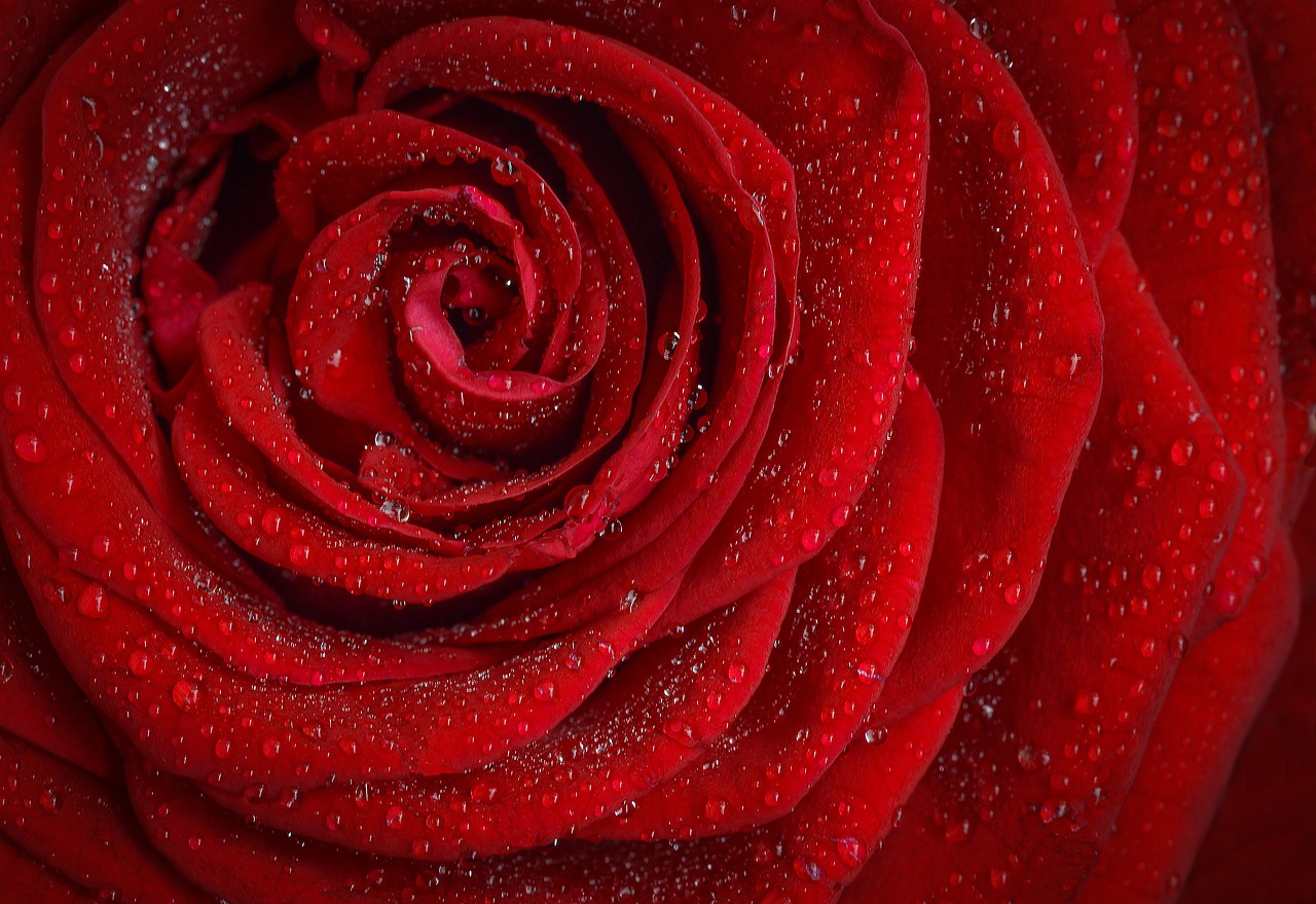 rose, flower, dew-1642970.jpg