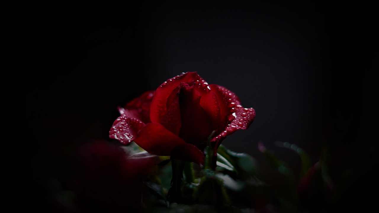 rose, red, dark-4874031.jpg
