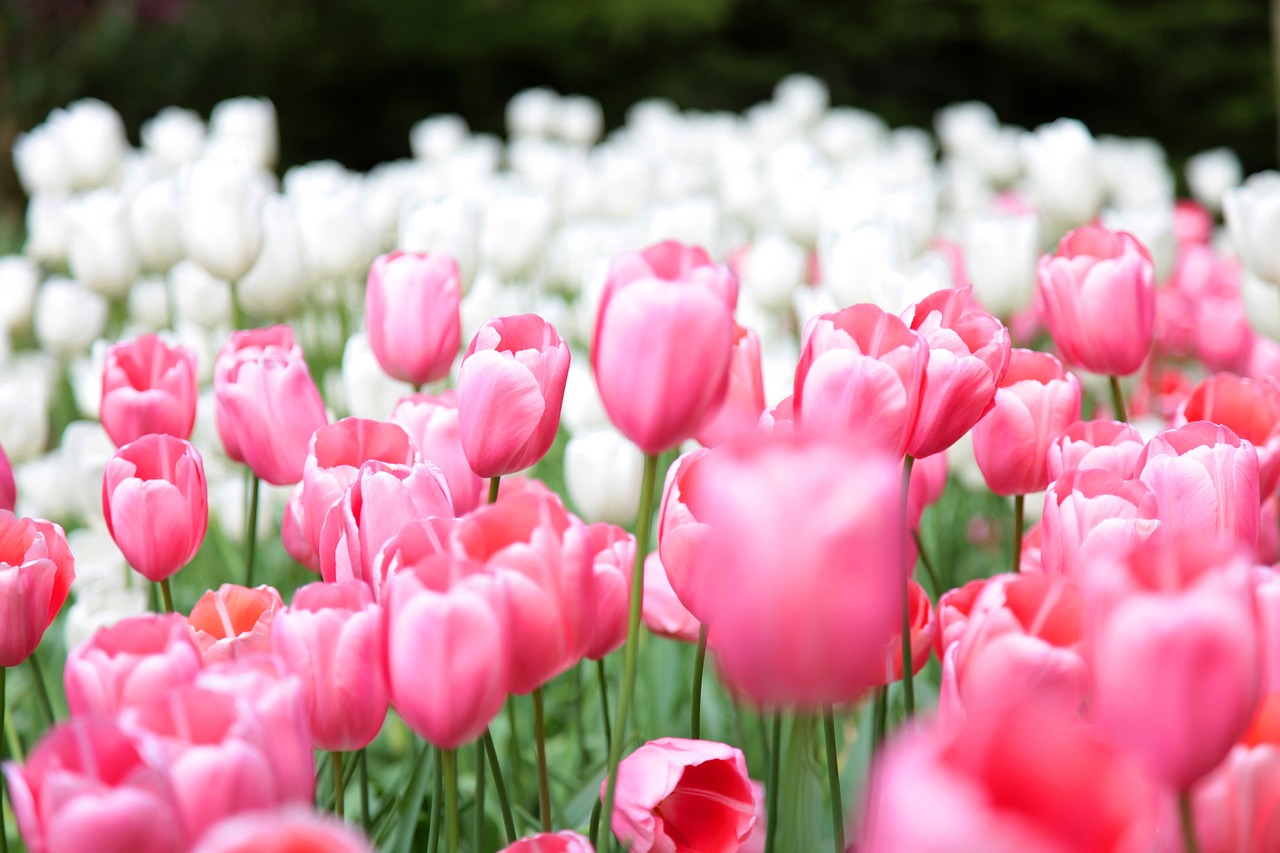 tulips, garden, flowers-5188628.jpg