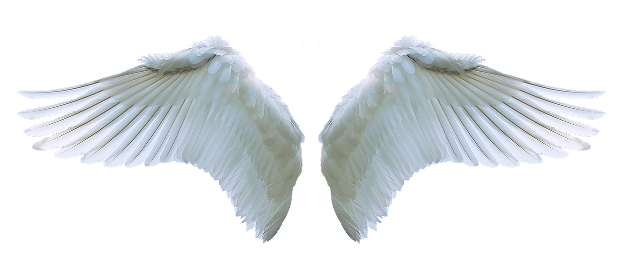 wings, angel, swan-3303028.jpg