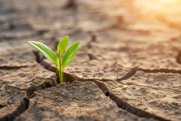Desenvolvendo Resiliência: O Guia Passo a Passo