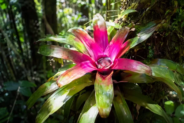 BROMÉLIAS DESVENDADAS: GUIA COMPLETO DE CULTIVO, CUIDADOS E INSPIRAÇÃO PARA UM JARDIM TROPICAL EXUBERANTE