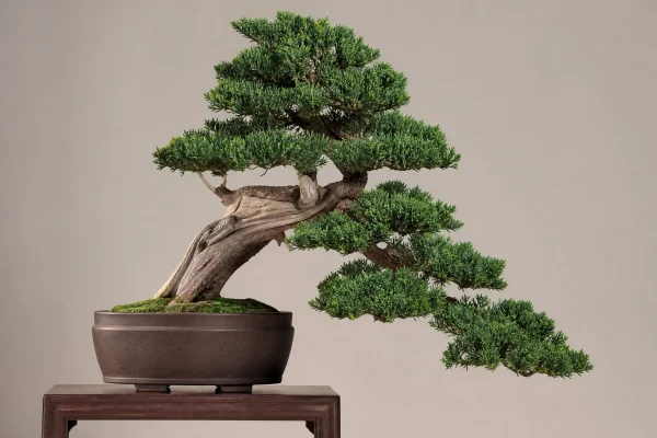 Bonsai: Um Guia Completo para Cultivar e Criar Arte Viva