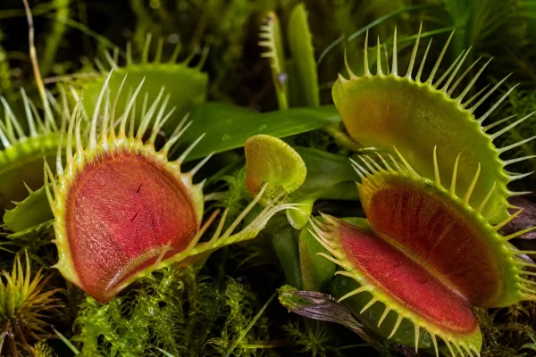 CULTIVO DE PLANTAS CARNÍVORAS: UM GUIA COMPLETO PARA ENCANTAR-SE COM A NATUREZA EXCEPCIONAL