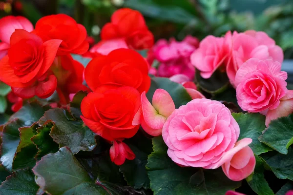Desvendando O Jardim Encantado: Guia Completo para o Cultivo de Begônias