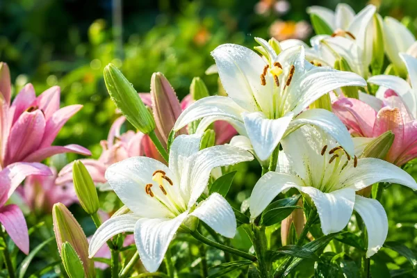 Guia Completo para o Cultivo de Lírios: Cuidados, Dicas e Beleza Floral