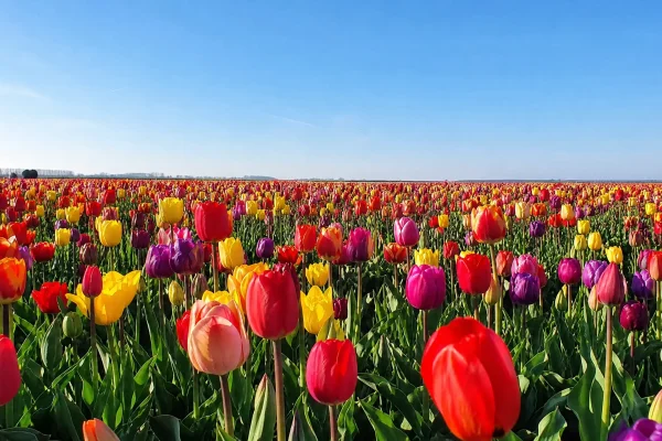 Tulipas: O Guia Completo para o Cultivo Amigável