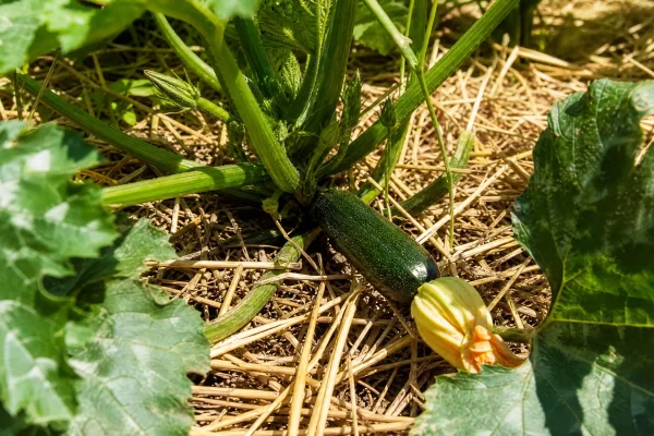 Abobrinha: Um Guia Essencial para Jardineiros Iniciantes Explorarem os Segredos da Horta e da Cozinha